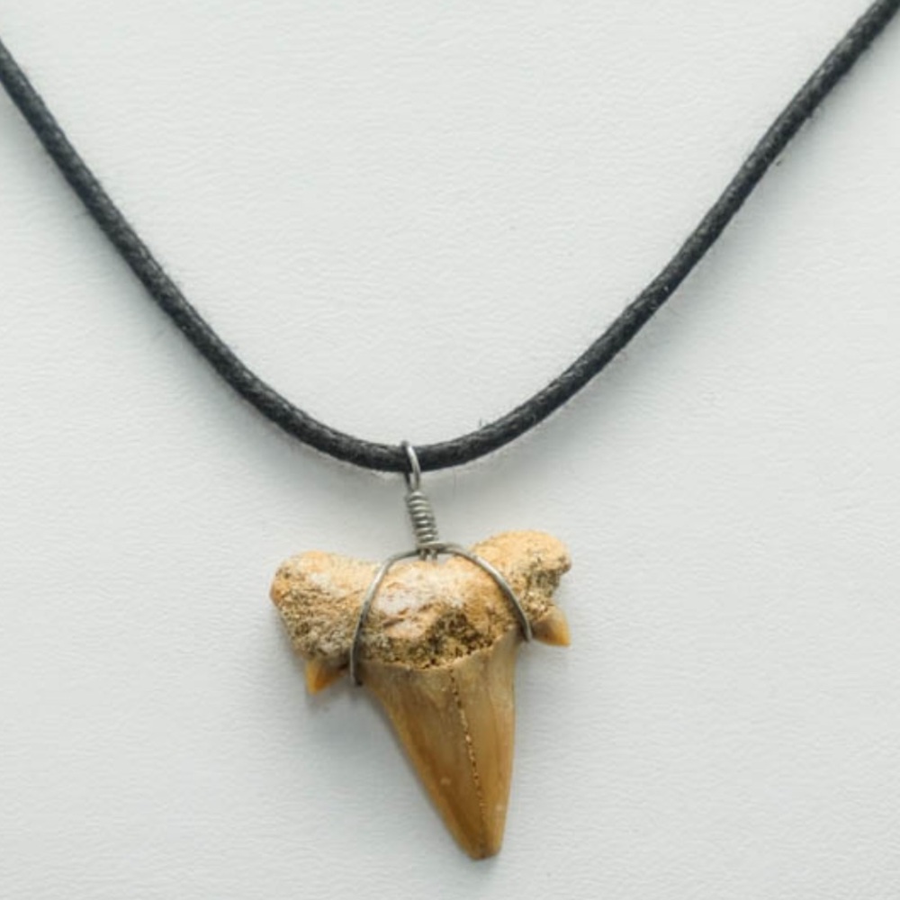Shark Tooth Pendant With Black Cord Necklace